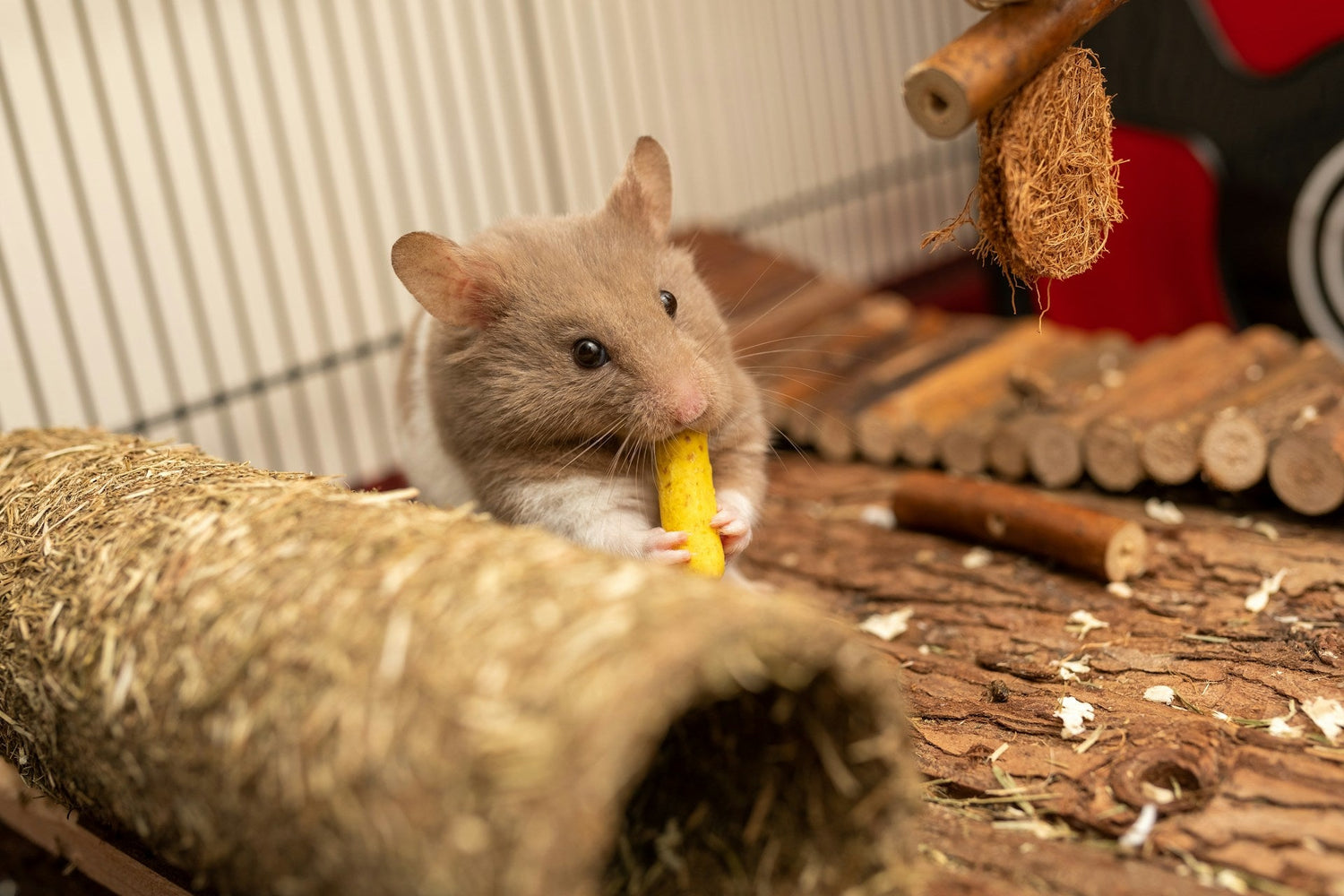 Small Animal Supplies