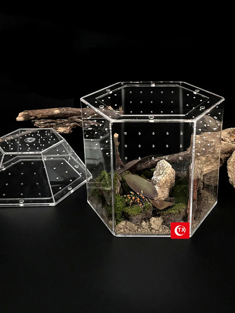 Jumping Spider Enclosure Terrarium With All Sides Ventilation