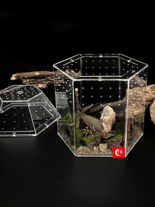 Jumping Spider Enclosure Terrarium With All Sides Ventilation