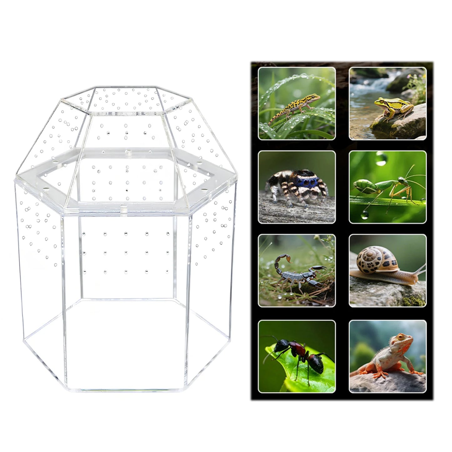 Jumping Spider Enclosure Terrarium With All Sides Ventilation